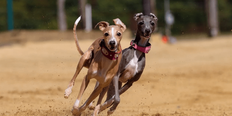 Scottish First Minister Considers Ending Greyhound Racing Petition